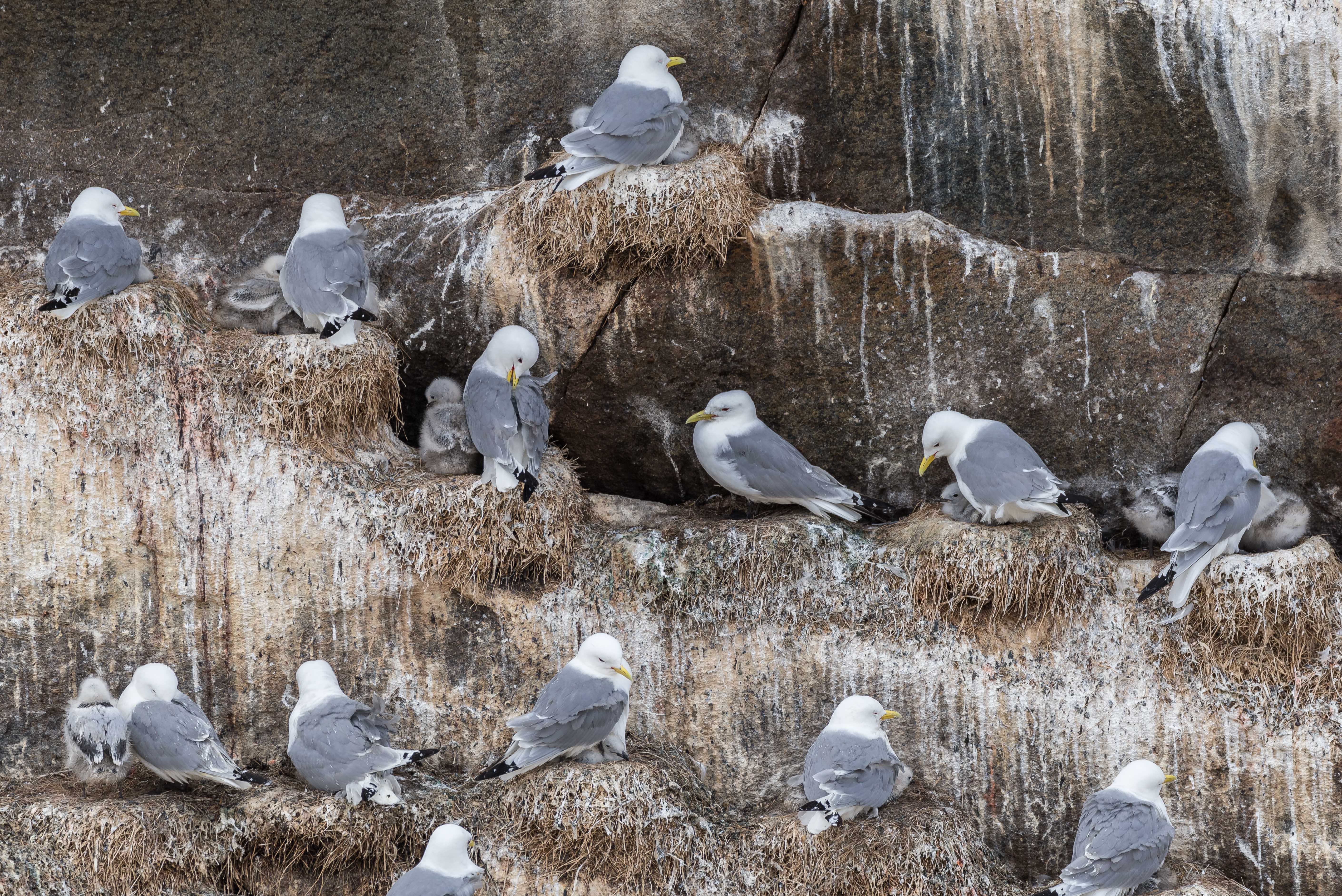 Black-legged kittiwake